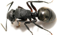 Polyrhachis phryne