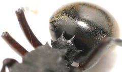 Polyrhachis phryne