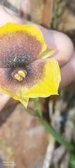 Telipogon berthae