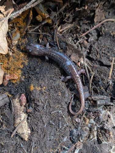 Sacramento Mountain Salamander