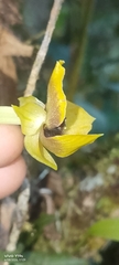 Telipogon berthae, photograph author not stated, no rights reserved