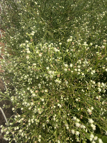 Parthenium hysterophorus observed 2026-08-05