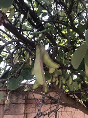 Cercis canadensis