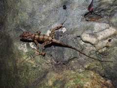 Anolis armouri