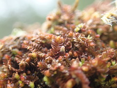 Marsupella emarginata