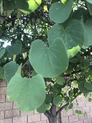 Cercis canadensis