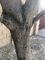 Cercis canadensis