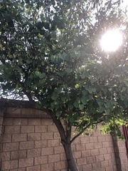 Cercis canadensis
