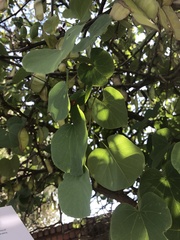 Cercis canadensis