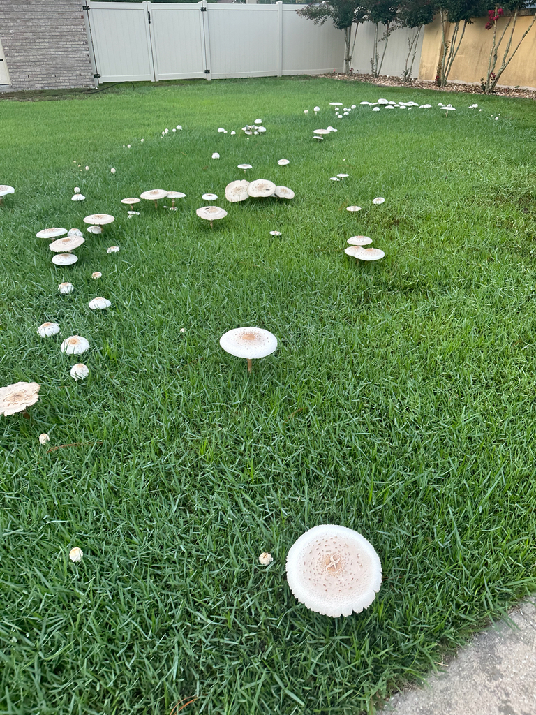 Green-spored Parasol · August 2026 · photo: Photo: (c) Ashlyn, some rights reserved (CC BY) · iNaturalist
