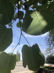 Cercis canadensis