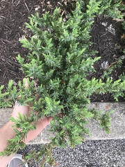 Juniperus rigida conferta