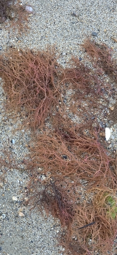 Agardhiella subulata observed 2026-08-06