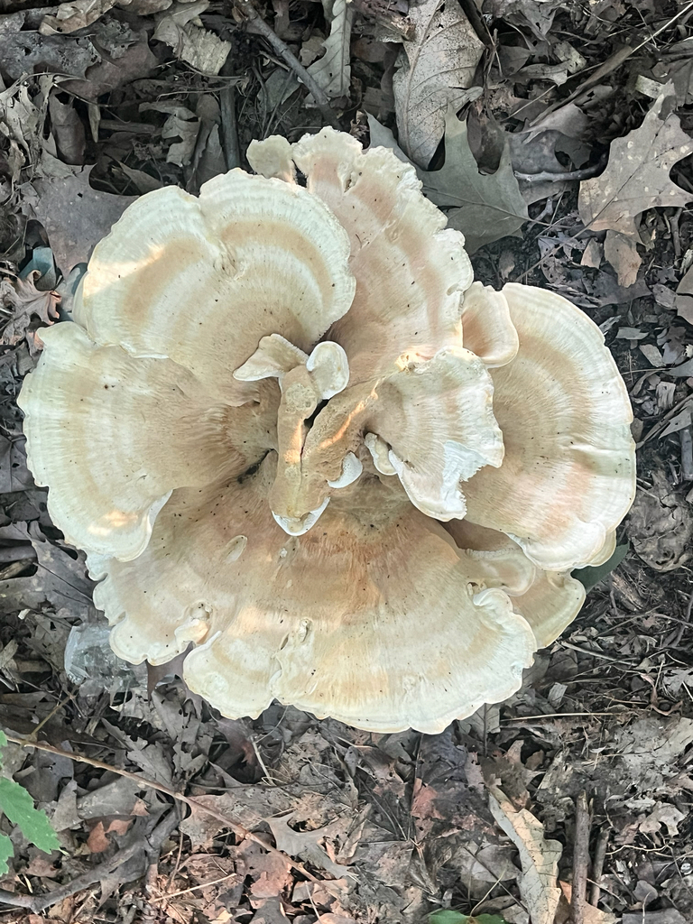 Berkeley's Polypore · August 2026 · photo: Photo: (c) Joey M, some rights reserved (CC BY) · iNaturalist