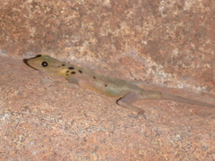 Cnemaspis boulengeri