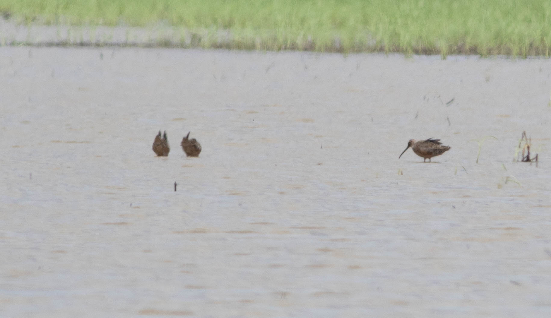 Long-billed Dowitcher