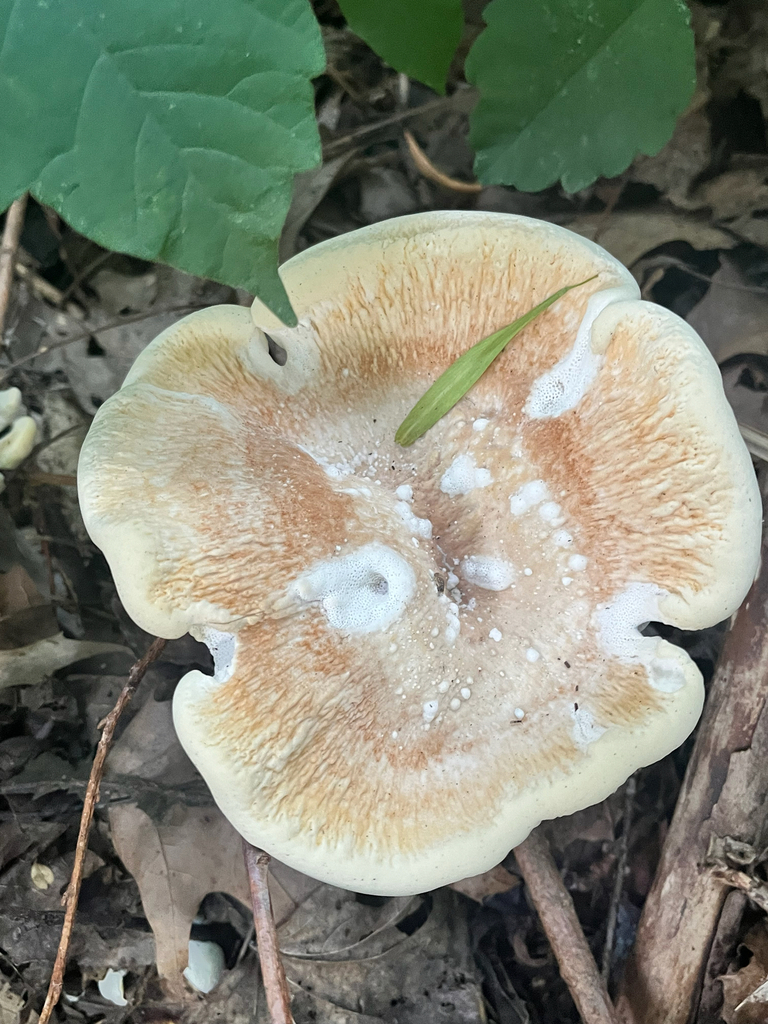 Berkeley's Polypore · August 2026 · photo: Photo: (c) Joey M, some rights reserved (CC BY) · iNaturalist