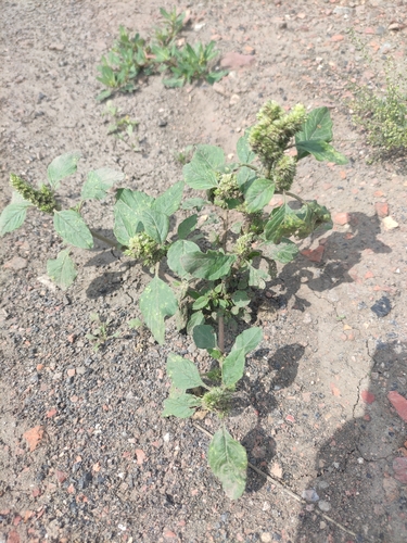 Redroot Amaranth