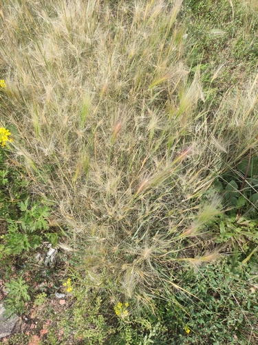 Foxtail Barley