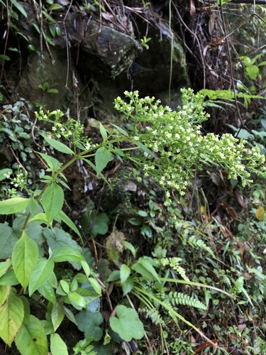 Patrinia monandra iNat (3)