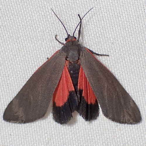 Virbia costata photo 3