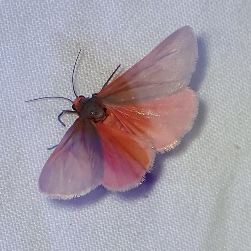 Virbia costata photo 4