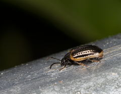 Microtheca ochroloma