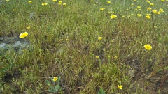 Microseris douglasii