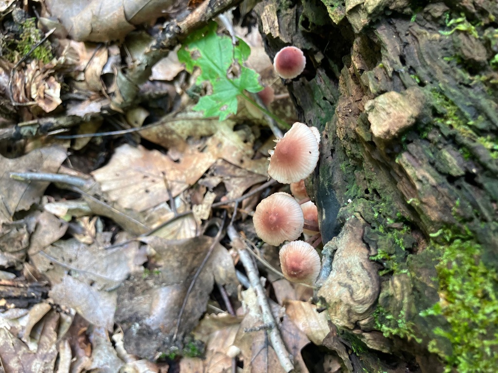 Bleeding Fairy Helmet · August 2026 · photo: Photo: (c) toad-wife, some rights reserved (CC BY) · iNaturalist