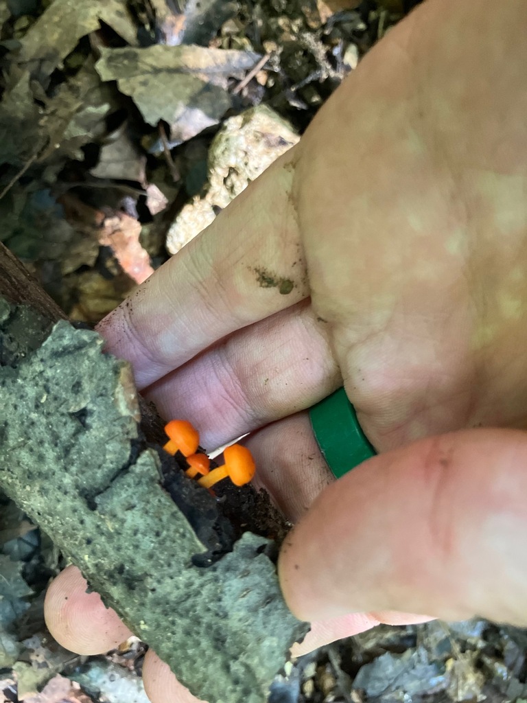 orange mycena · August 2026 · photo: Photo: (c) toad-wife, some rights reserved (CC BY) · iNaturalist