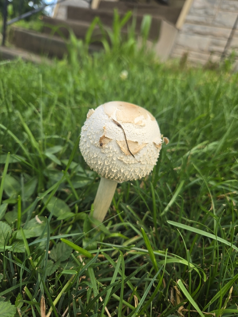 Green-spored Parasol · August 2026 · photo: Photo: (c) Ali Powell, some rights reserved (CC BY) · iNaturalist