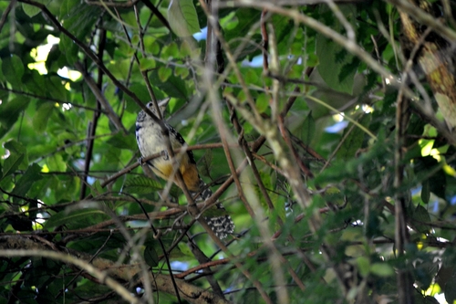 Spot-backed Antshrike (Hypoedaleus guttatus), photo 3