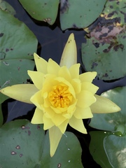Nymphaea mexicana