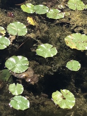 Nymphaea mexicana