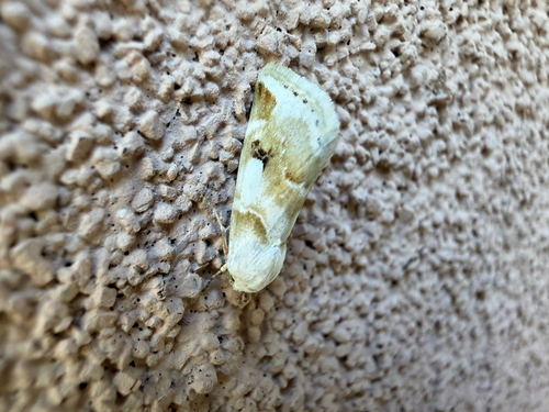 Rabbitbush Flower Moth photo 2