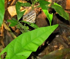 Magneuptychia