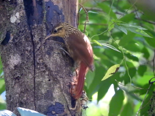 Lesser Woodcreeper (Xiphorhynchus fuscus), photo 8