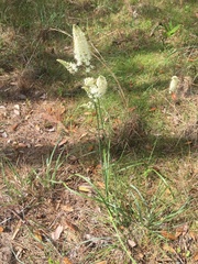 Melanthieae