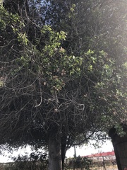 Quercus