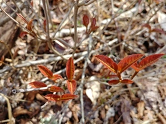 Viburnum cassinoides