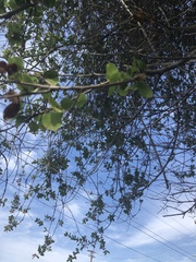 Quercus