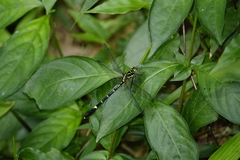 Euthygomphus koxingai