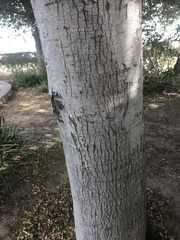 Quercus