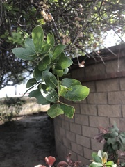 Quercus