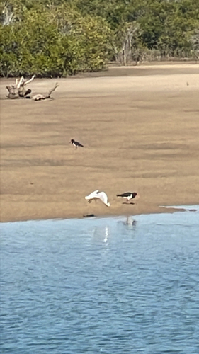 Pied Oystercatcher