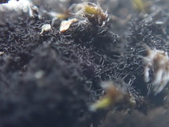 Pseudephebe pubescens