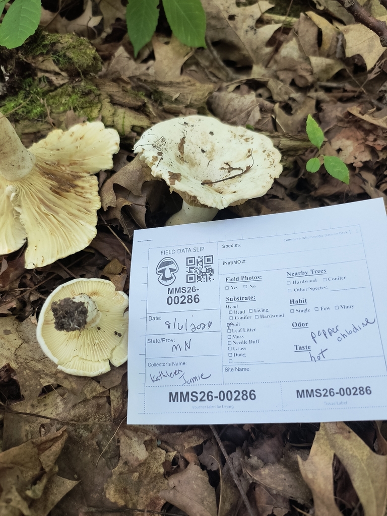 Lactifluus subvellereus · August 2026 · photo: Photo: no rights reserved · iNaturalist