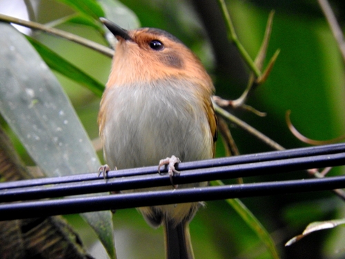 Ochre-faced Tody-Flycatcher (Poecilotriccus plumbeiceps), photo 9