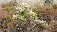 Brachyglottis bidwillii