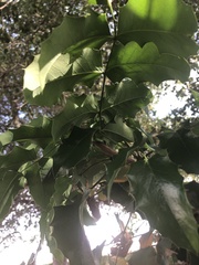 Magnoliopsida